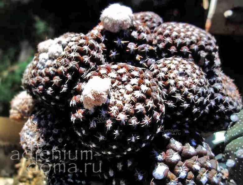 Eriosyce MALLEOLATA Thelocephala Neochilenia Эриосице молоточковая Эриози цеМаллеолата 2