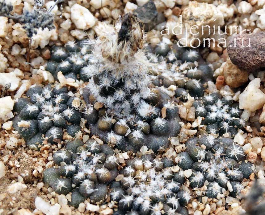 Eriosyce MALLEOLATA Thelocephala Neochilenia Эриосице молоточковая Эриозице Маллеолата 3