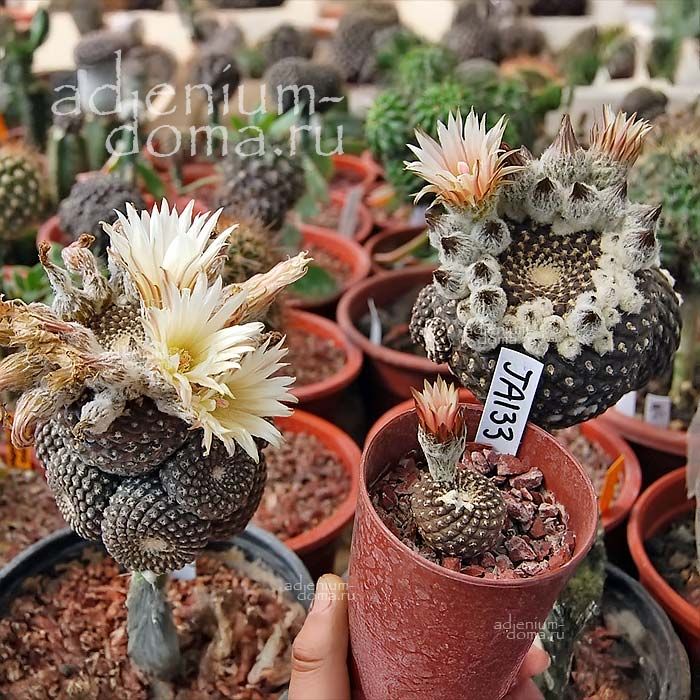 Eriosyce NAPINA 'PAJONALENSIS' (Эриосице)