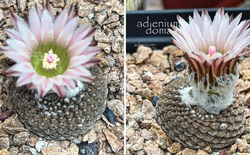 Eriosyce NAPINA PAJONALENSIS Thelocephala Neochilenia Эриосице репчатая пахональская Эриозице Напина Пахоналенсис 2