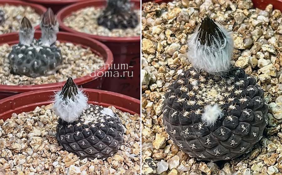 Eriosyce NAPINA PAJONALENSIS Thelocephala Neochilenia Эриосице репчатая пахональская Эриозице Напина Пахоналенсис 3