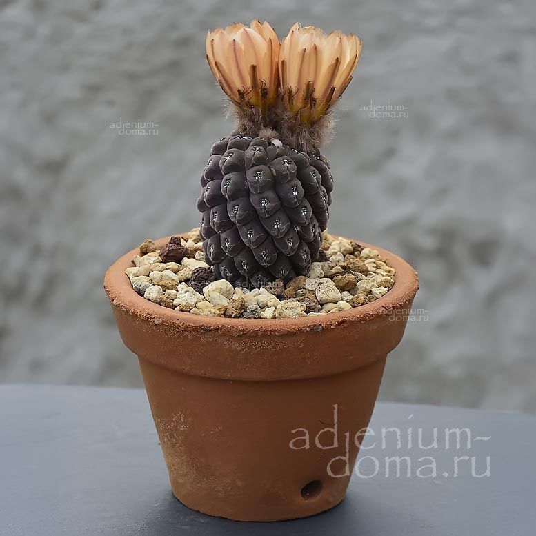 Eriosyce NAPINA Thelocephala Neochilenia Эриосице репчатая Эриозице Напина 3