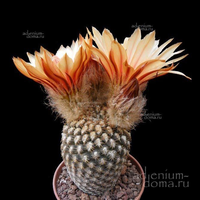 Eriosyce ODIERI (Эриосице)