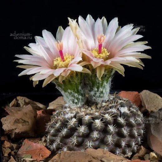 Eriosyce ODIERI Thelocephala Neochilenia Эриосице Одиэра Эриозице Одиери 2