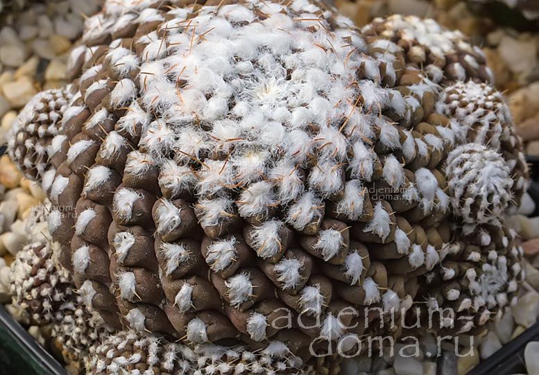 Eriosyce ODIERI Thelocephala Neochilenia Эриосице Одиэра Эриозице Одиери 3