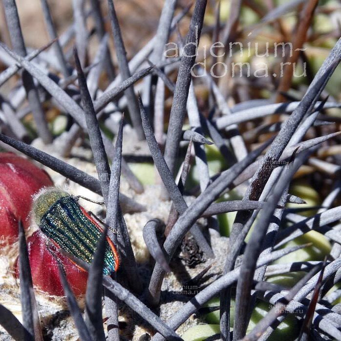 Eriosyce RIPARIA (Эриосице)