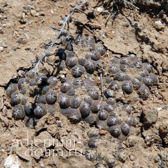 Eriosyce RIPARIA Thelocephala Эриосице прибрежная Эриозице Рипария 3