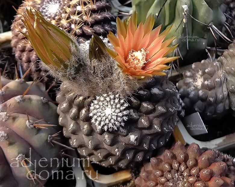 Eriosyce TENEBRICA (Эриосице)