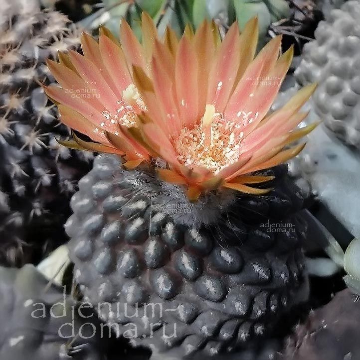 Eriosyce TENEBRICA Thelocephala Эриосице теневая Эриозице Тенебрика 2