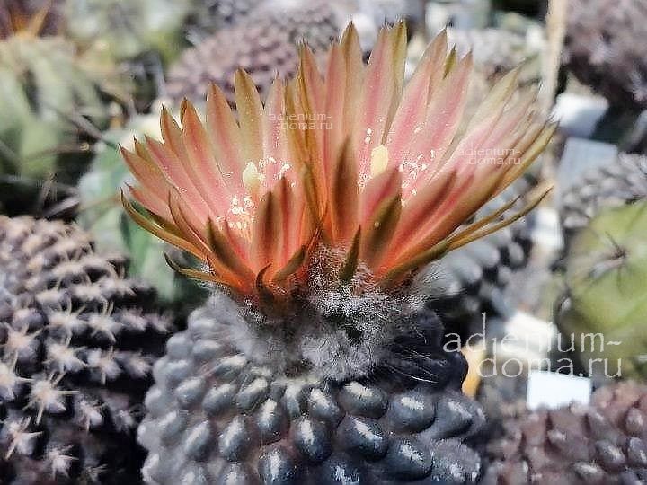 Eriosyce TENEBRICA Thelocephala Эриосице теневая Эриозице Тенебрика 3