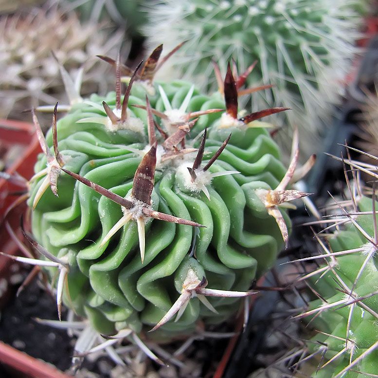 Stenocactus PENTACANTHUS (Стенокактус)