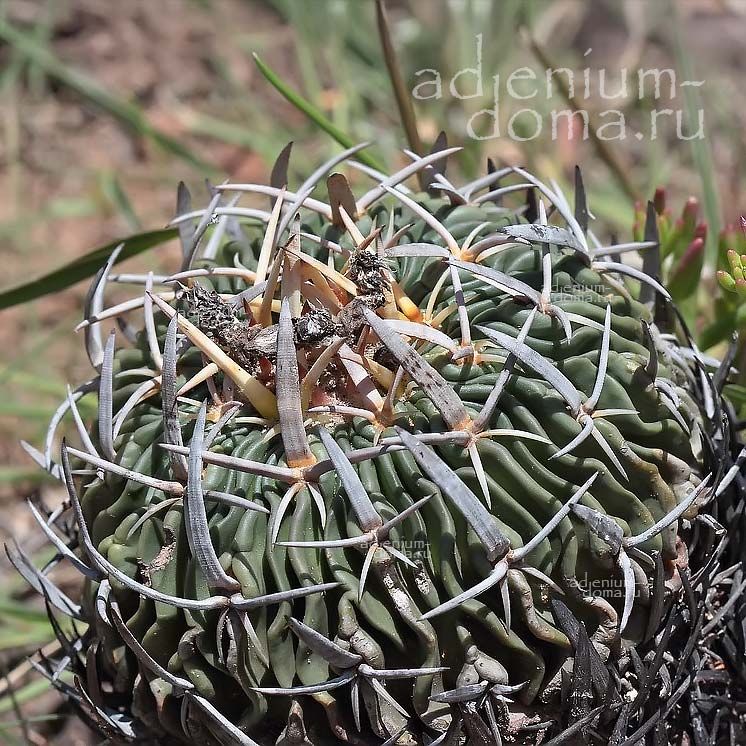Stenocactus PENTACANTHUS Echinofossulocactus Стенокактус пятиколючковый Пентакантус Эхинофоссулокактус 2