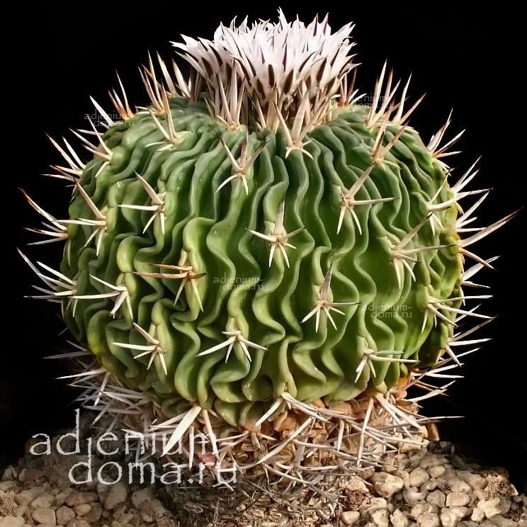 Stenocactus PENTACANTHUS Echinofossulocactus Стенокактус пятиколючковый Пентакантус Эхинофоссулокактус 3