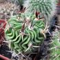 Stenocactus PENTACANTHUS (Стенокактус) 2