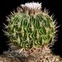 Stenocactus PENTACANTHUS (Стенокактус) 4