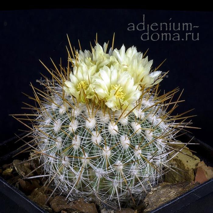 Stenocactus VAUPELIANUS (Стенокактус)