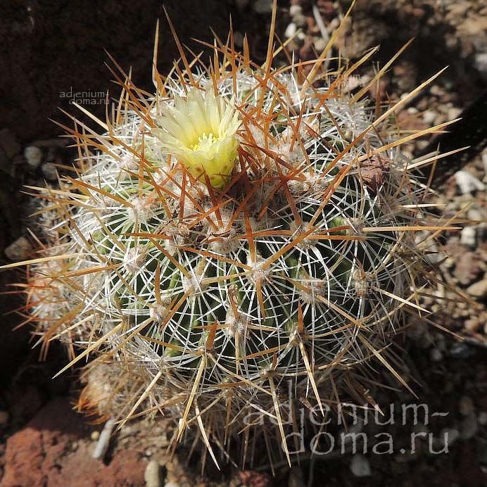 Stenocactus VAUPELIANUS Echinofossulocactus Стенокактус Ваупеля Эхинофоссулокактус Ваупелианус 2