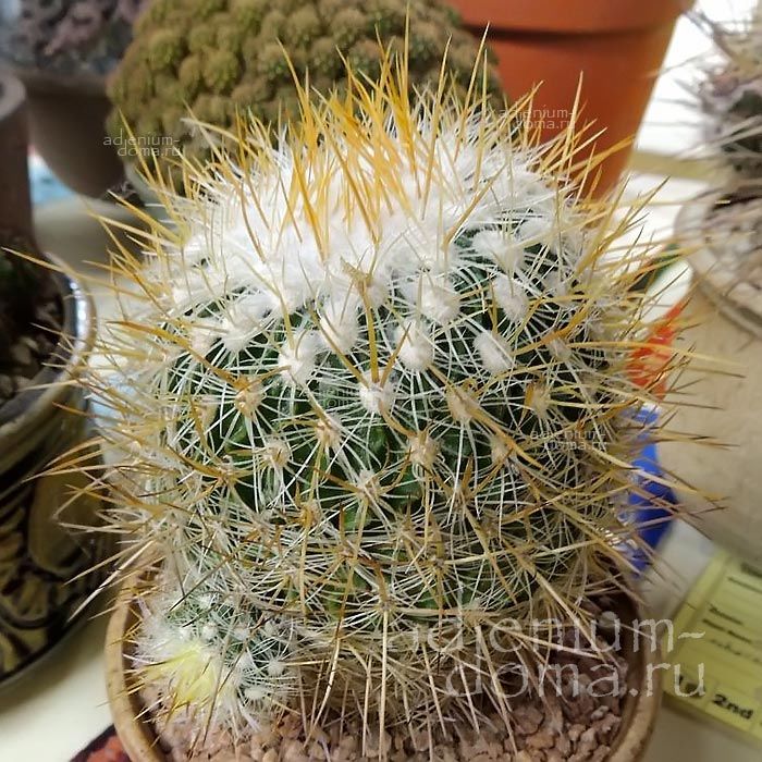 Stenocactus VAUPELIANUS Echinofossulocactus Стенокактус Ваупеля Эхинофоссулокактус Ваупелианус 3