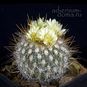 Stenocactus VAUPELIANUS (Стенокактус) 2