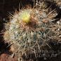 Stenocactus VAUPELIANUS (Стенокактус) 3