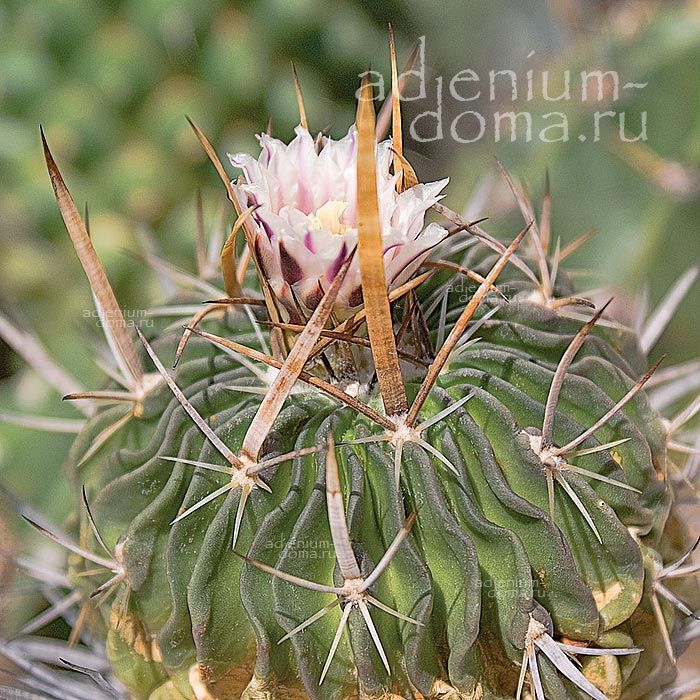 Stenocactus KAPLANII (Стенокактус)