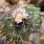 Stenocactus KAPLANII (Стенокактус) 3