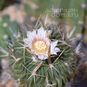 Stenocactus KAPLANII (Стенокактус) 4