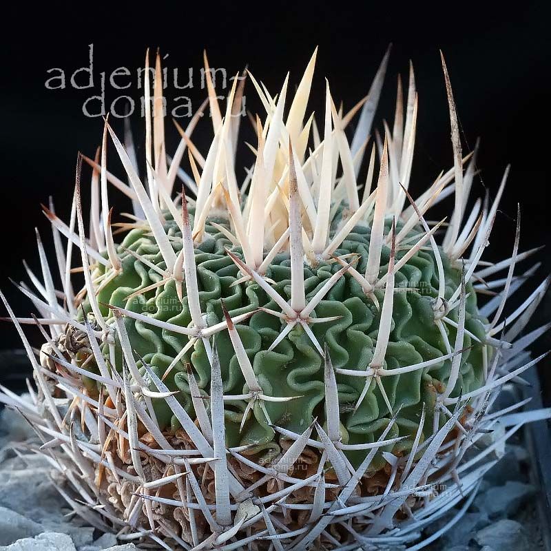 Stenocactus KAPLANII Echinofossulocactus Стенокактус Каплана Эхинофоссулокактус Каплани 2