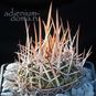 Stenocactus DICHROACANTHUS 'VIOLACIFLORUS' (Стенокактус) 2