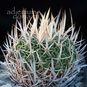 Stenocactus DICHROACANTHUS 'VIOLACIFLORUS' (Стенокактус) 3