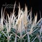 Stenocactus DICHROACANTHUS 'VIOLACIFLORUS' (Стенокактус) 4