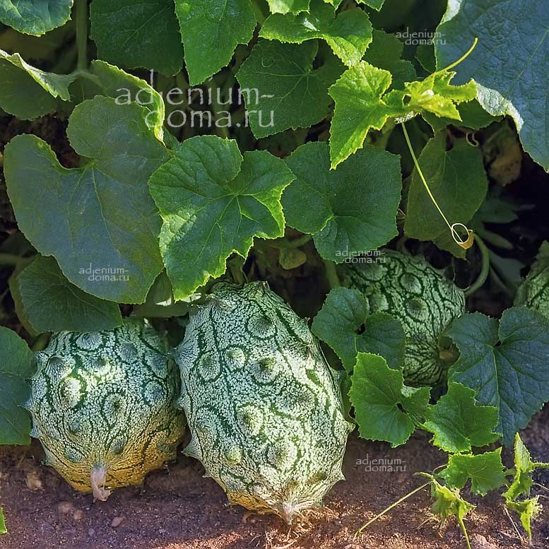 Cucumis METULIFERUS Horned Melon Кукумис рогатый Метулиферус Кивано Африканский огурец 1
