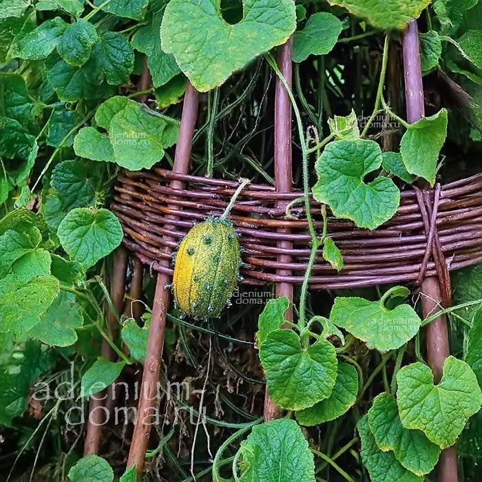 Cucumis METULIFERUS Horned Melon Кукумис рогатый Метулиферус Кивано Африканский огурец 2