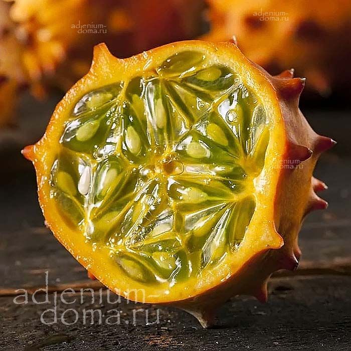 Cucumis METULIFERUS Horned Melon Кукумис рогатый Метулиферус Кивано Африканский огурец 3