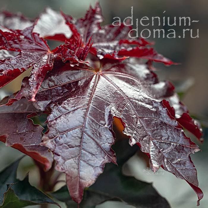 Acer PLATANOIDES ROYAL RED Клен остролистный Королевский красный платановидный Ройял Ред 3