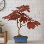 Acer PLATANOIDES 'ROYAL RED' (Клен) 2