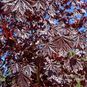 Acer PLATANOIDES 'ROYAL RED' (Клен) 3