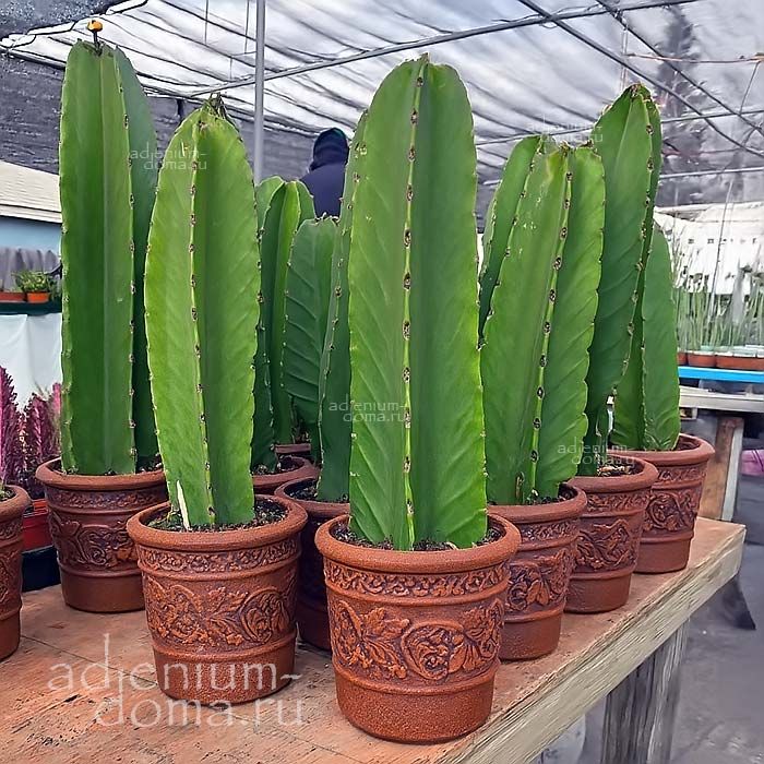 Euphorbia CANDELABRUM (Эуфорбия, Молочай)