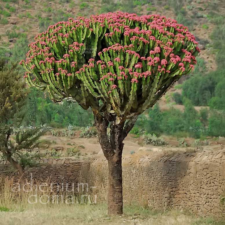 Euphorbia CANDELABRUM Молочай канделябровый Эуфорбия Канделабрум 2