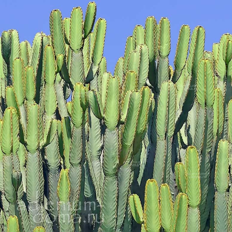 Euphorbia CANDELABRUM Молочай канделябровый Эуфорбия Канделабрум 3