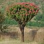 Euphorbia CANDELABRUM (Эуфорбия, Молочай) 3