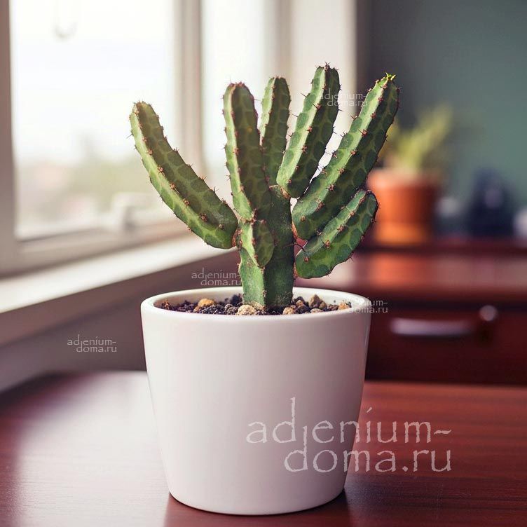 Euphorbia HETEROCHROMA Молочай разноцветный Эуфорбия Гетерохрома 3