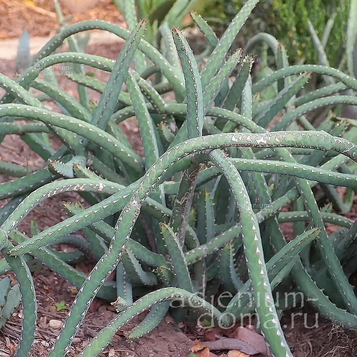 Euphorbia HETEROCHROMA Молочай разноцветный Эуфорбия Гетерохрома 1
