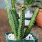 Euphorbia HETEROCHROMA (Эуфорбия, Молочай) 3