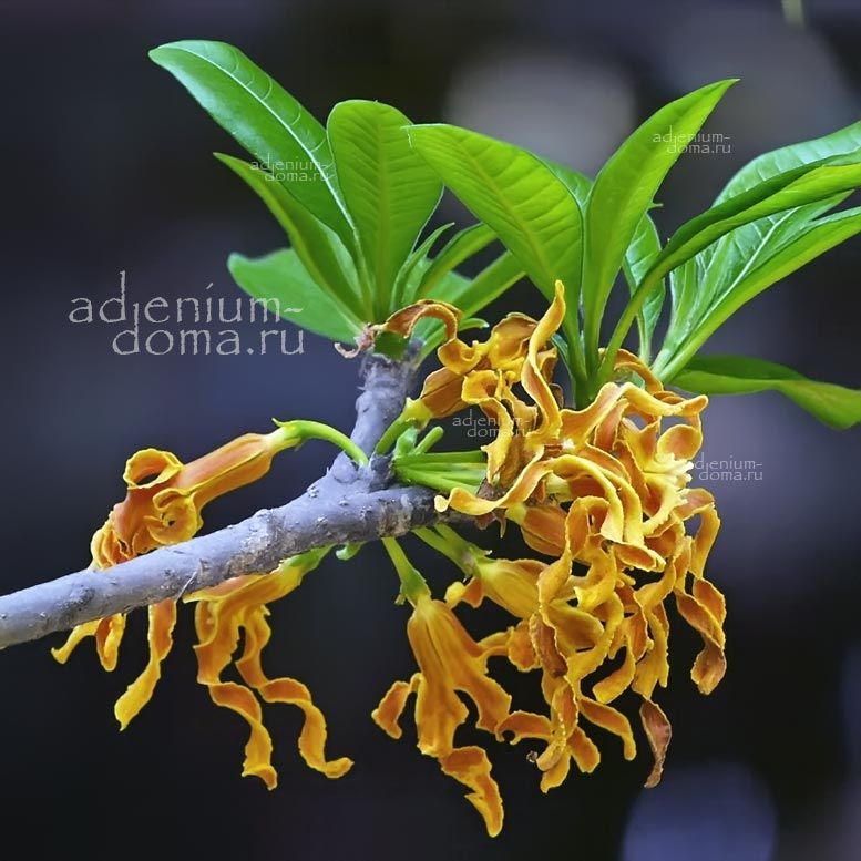 Strophanthus BOIVINII (Строфантус)