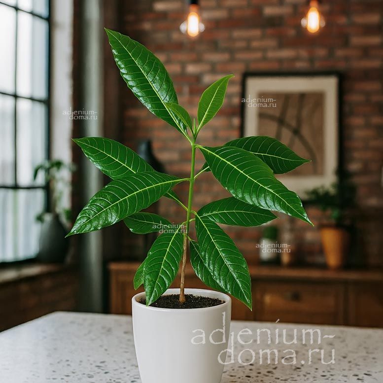 Strophanthus BOIVINII Строфант Буавена Строфантус Боивинии Буава 1