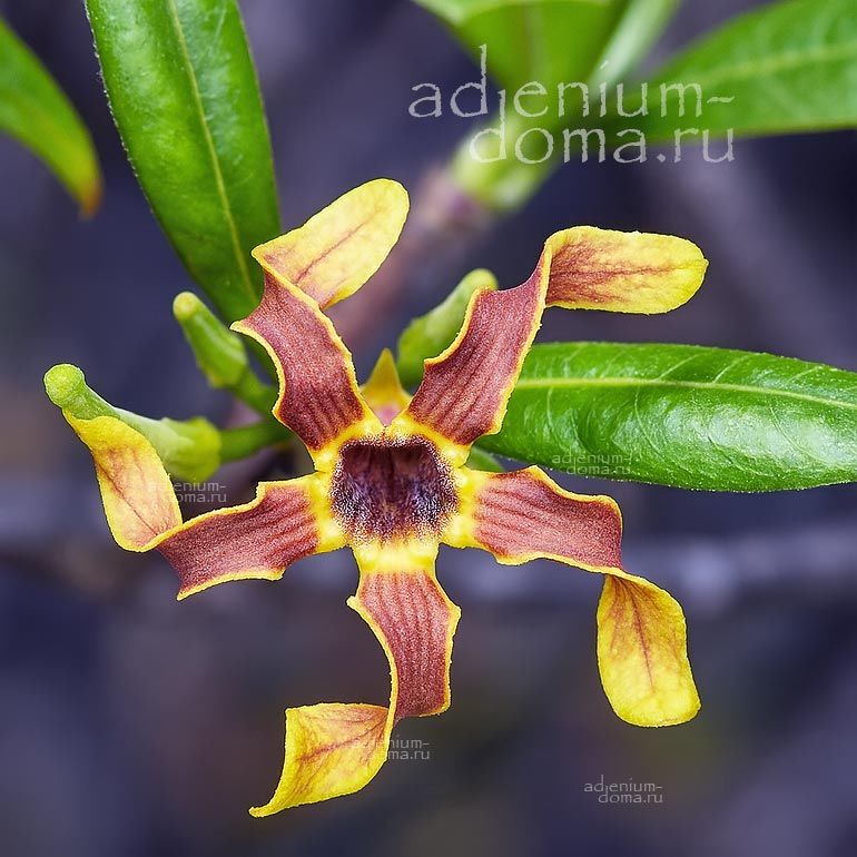 Strophanthus BOIVINII Строфант Буавена Строфантус Боивинии Буава 2