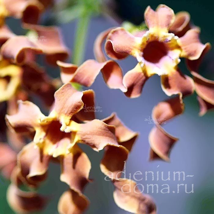 Strophanthus BOIVINII Строфант Буавена Строфантус Боивинии Буава 3