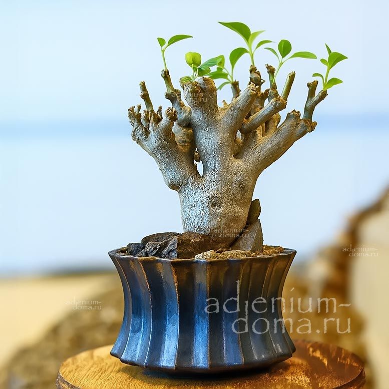 Pterodiscus MAKATINIENSIS Птеродискус макатинийский Макатиниенсис 2