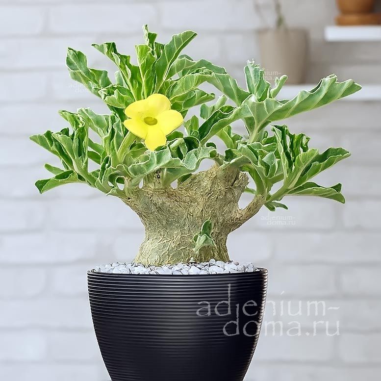 Pterodiscus MAKATINIENSIS Птеродискус макатинийский Макатиниенсис 3